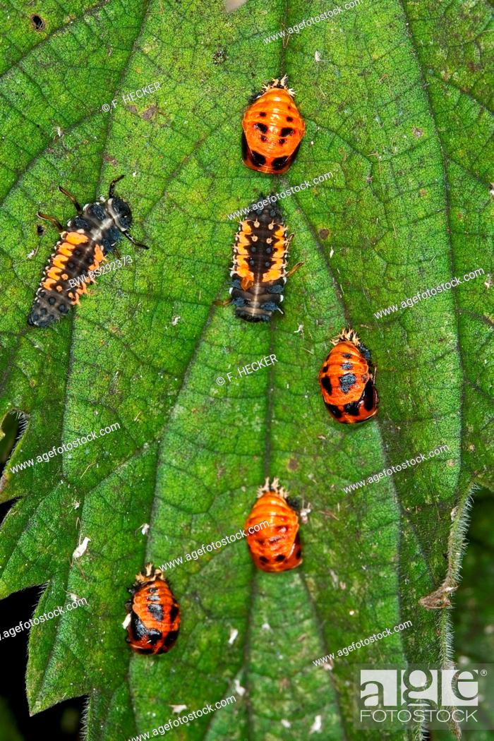 Stock Photo: multicoloured Asian beetle (Harmonia axyridis), larvas and pupas on a leaf, Germany.