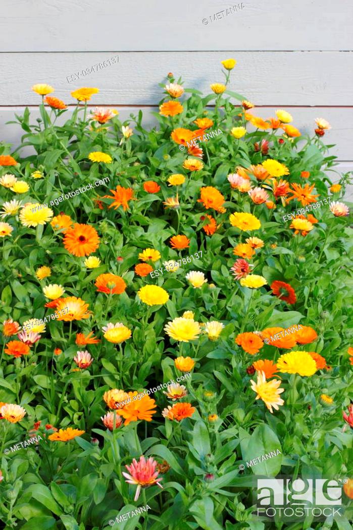 Stock Photo: colored marigold garden in the Leningrad region.