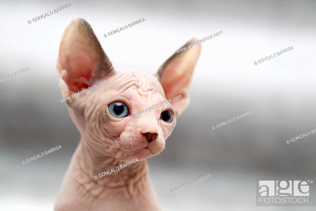 Stock Photo: Animal portrait of sphynx cat looking away.