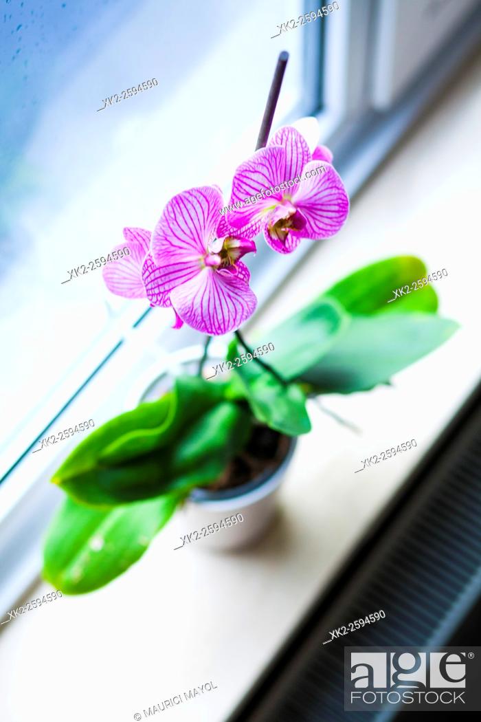 Stock Photo: Orchid pov.