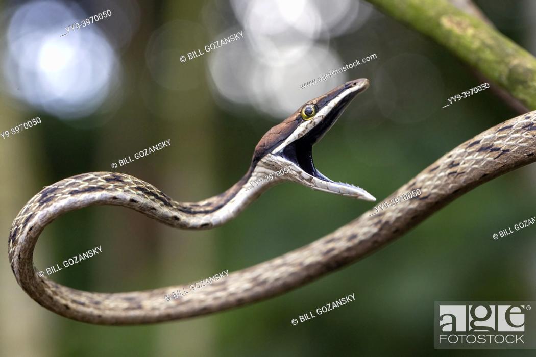 Stock Photo: Brown Vine Snake (Oxybelis aeneus) opening its mouth in threat display. - La Laguna del Lagarto Eco-Lodge, Boca Tapada, Costa Rica.