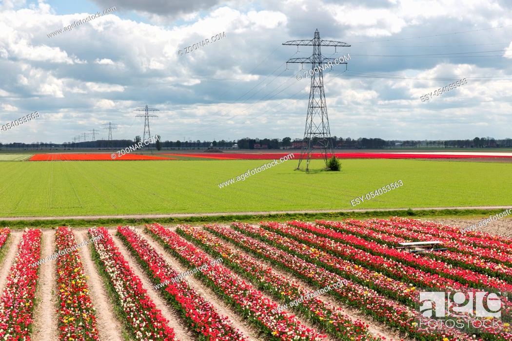 Stock Photo: Dutch landscape with tulip show garden and electricity pylons.