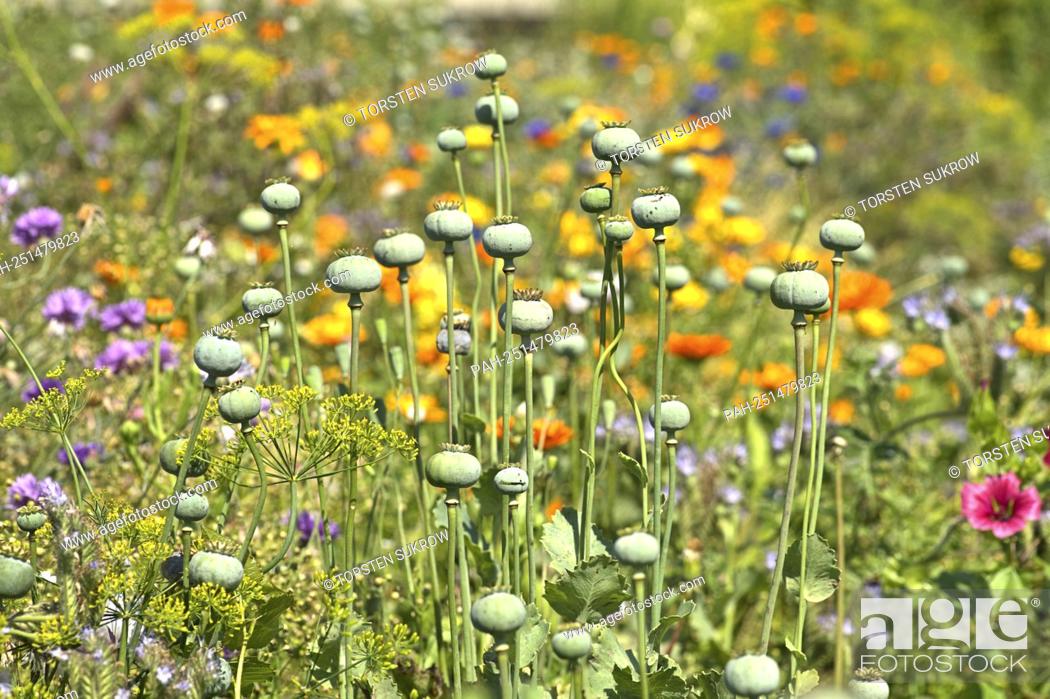 Stock Photo: Schleswig, the capsules of the opium poppy (Papaver somniferum) in a wildflower bed on a vacant private property. Eudicotyledons.