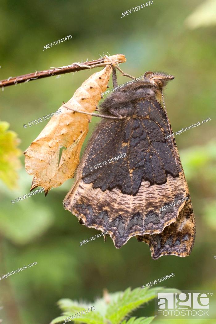 Stock Photo: Newly emerged Small Tortoisehell Butterfly with pupal case (Aglais urticae).