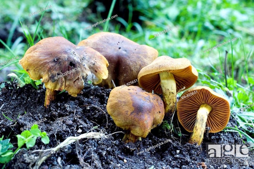 Imagen: Mushrooms (Cortinarius cinnamomeus). Canencia, Madrid, Spain.