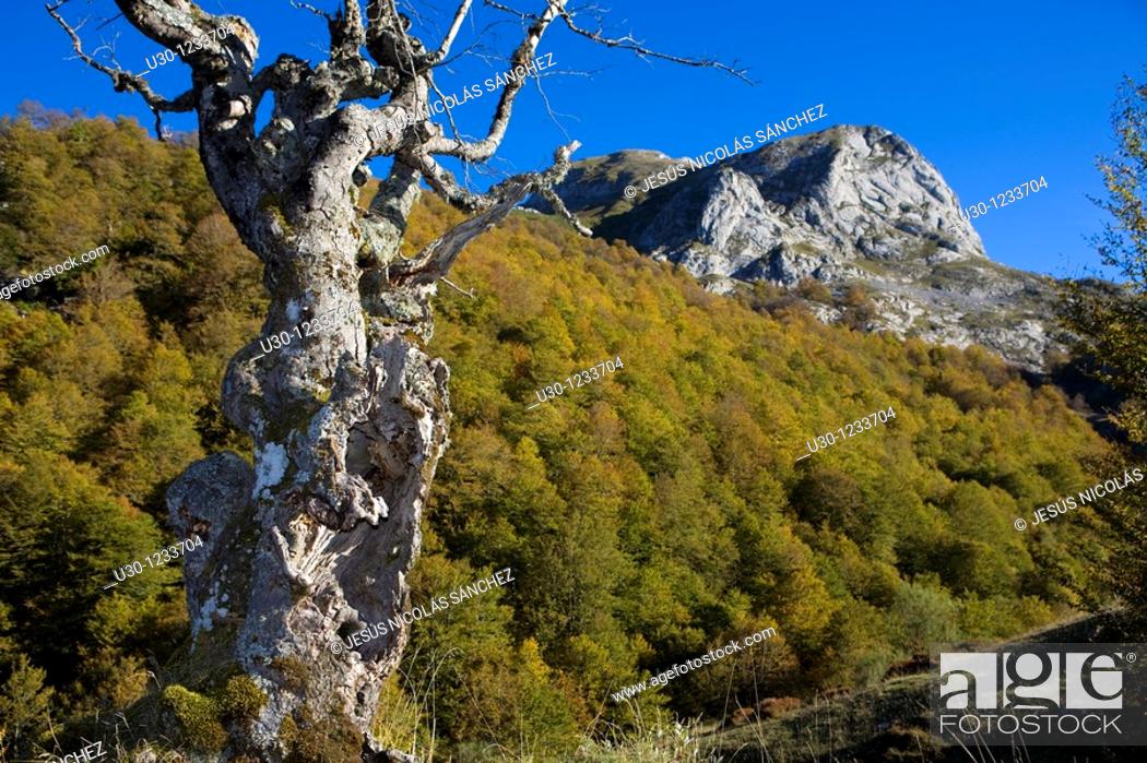Stock Photo: Prada Valley, in Picos de Europa National Park  Santa Marina de Valdeon  Leon  Castilla y Leon  Spain.