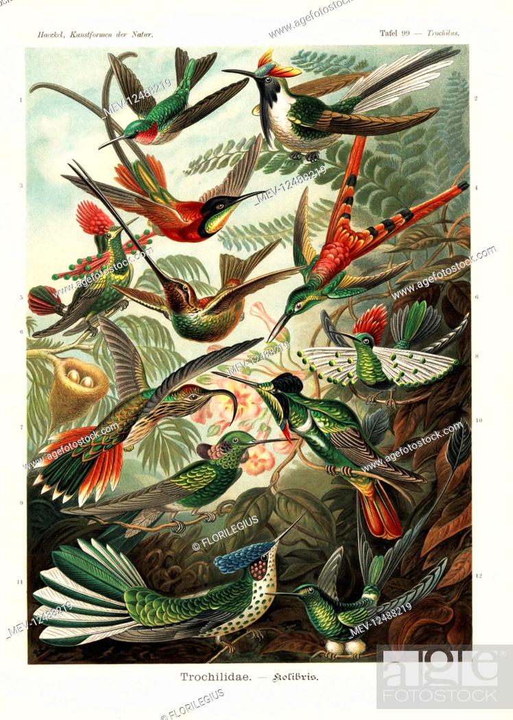 Stock Photo: Trochilidae hummingbirds: ruby-throated hummingbird, Archilochus colubris, horned sungem, Heliactin bilophus, crimson topaz, Topaza pella, red-tailed comet.