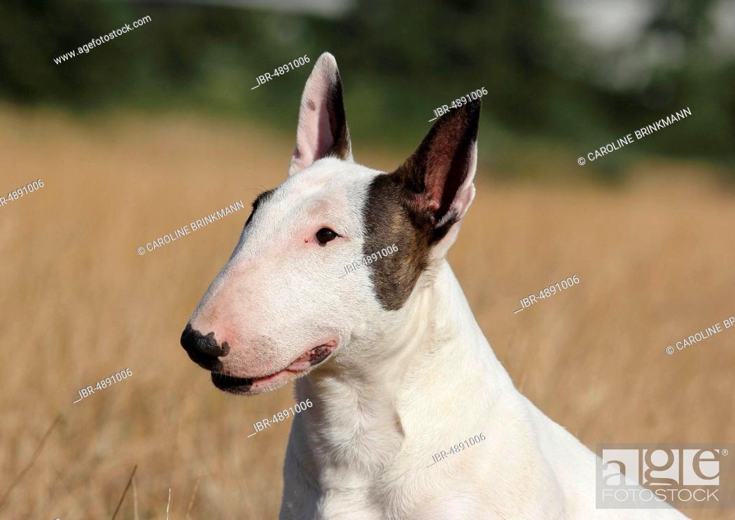 Miniature bull terrier, bitch, 2 years, white with monocle, animal portrait  side view, Germany, Stock Photo, Picture And Rights Managed Image. Pic.  IBR-4891006 | agefotostock