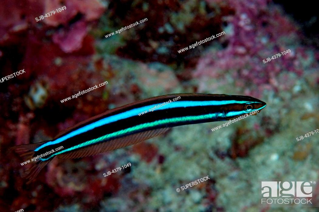Stock Photo: Bluestriped Fangblenny, Plagiotremus rhinorhynchos, The Maldives.