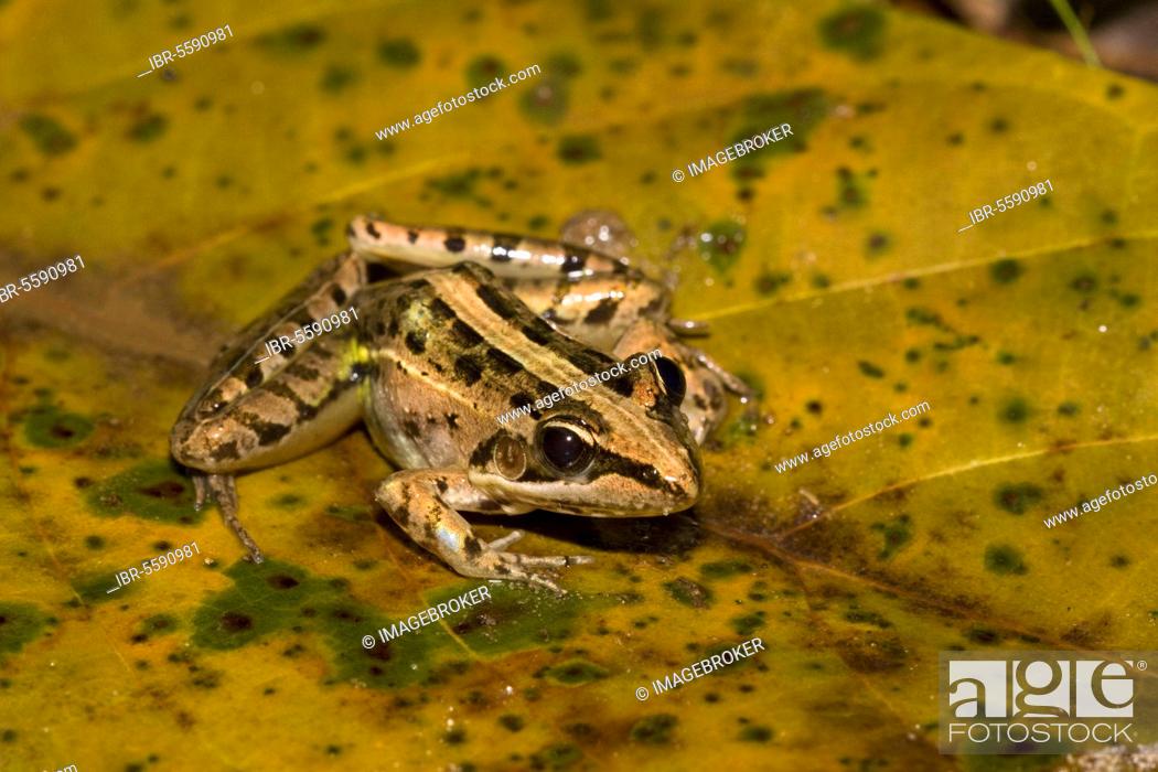 Stock Photo: Mascarene Rocket Frog, Ptychadena mascareniensis from Madagascar.