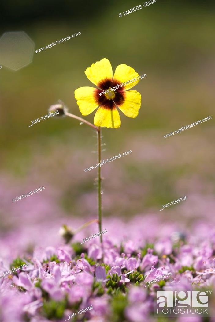 Stock Photo: Spotted rockrose, Tuberaria guttata Pontevedra, España.