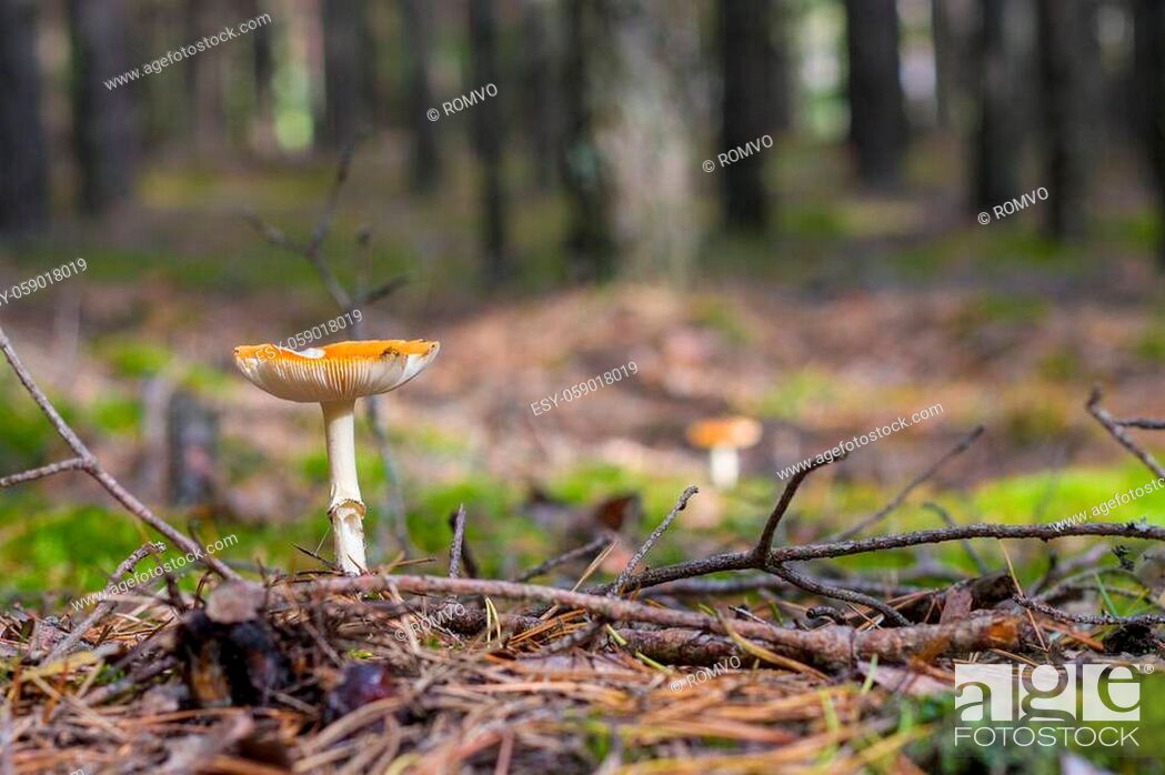 Stock Photo: Lamellar mushroom grows in pine forest. Beautiful season plant growing in nature.