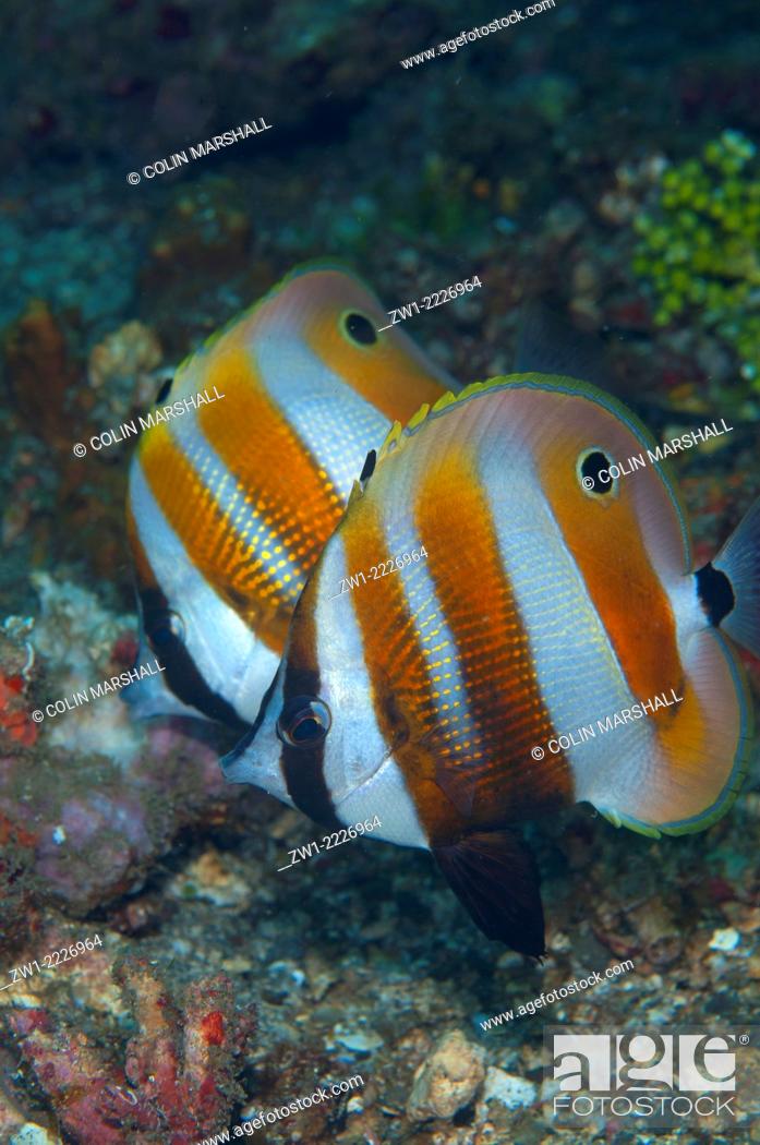Stock Photo: Pair of Orange-banded Coralfish (Coradion chrysozonus), Nudi Falls dive site, Lembeh Straits, Sulawesi, Indonesia.