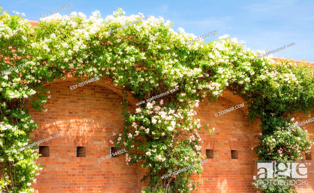 Stock Photo: Huge white flowering rambler rose at a brick wall.
