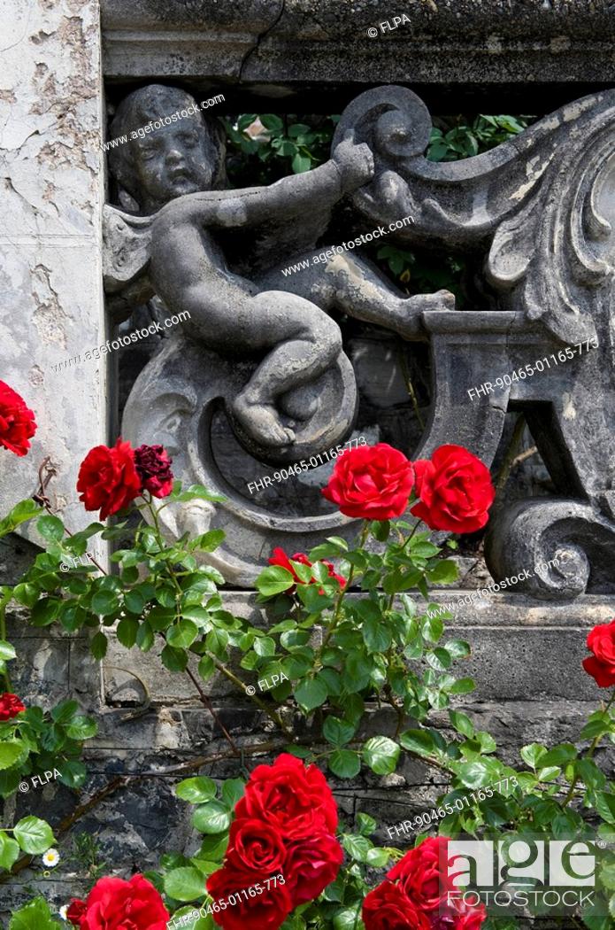 Stock Photo: Red roses and cherub on decorative garden wall, Villa Monastero, Varenna, Lake Como, Lombardy, Italy.