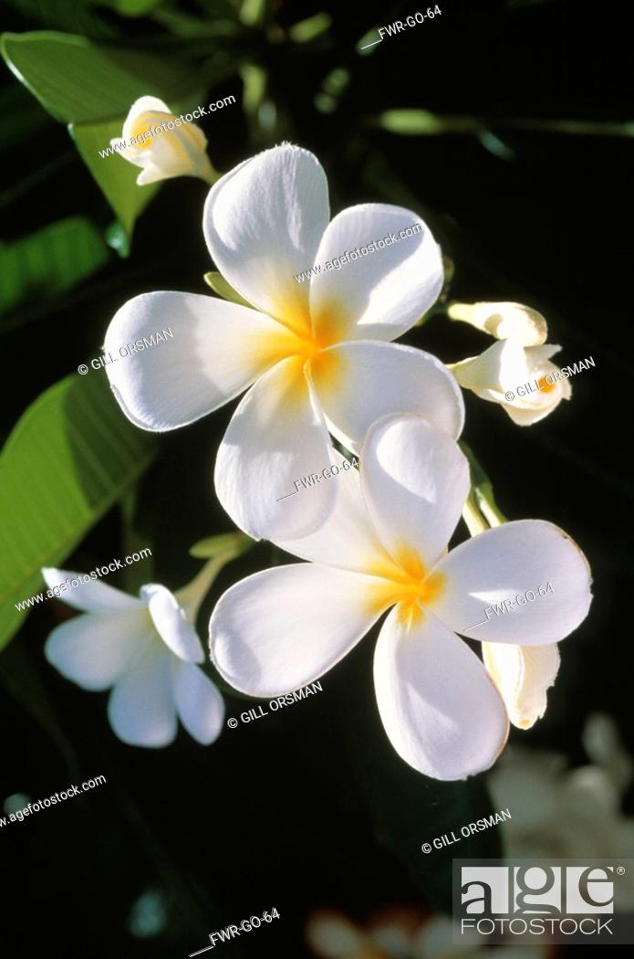 Plumeria Alba, Frangipani / West Indian Jasmine / Monoi, Stock Photo,  Picture And Rights Managed Image. Pic. FWR-GO-64 | agefotostock