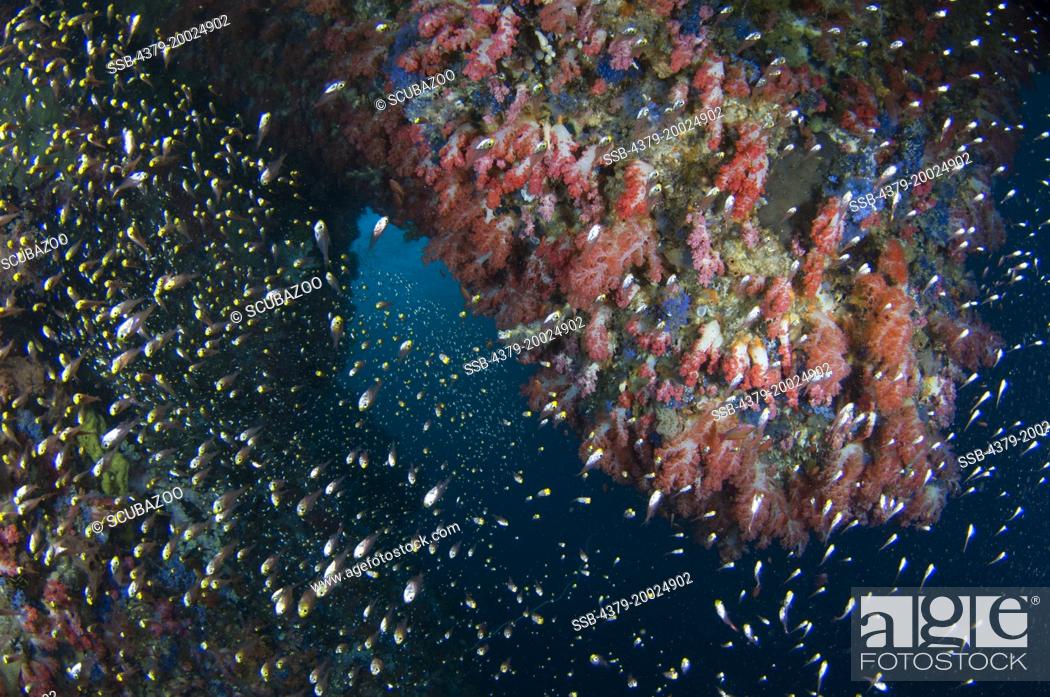 Stock Photo: A school of Glassfish, Ambassis sp., inside a small dark cavern, with many soft corals, Dendronepthya sp., Taliabu Island, Sula Islands, Indonesia.