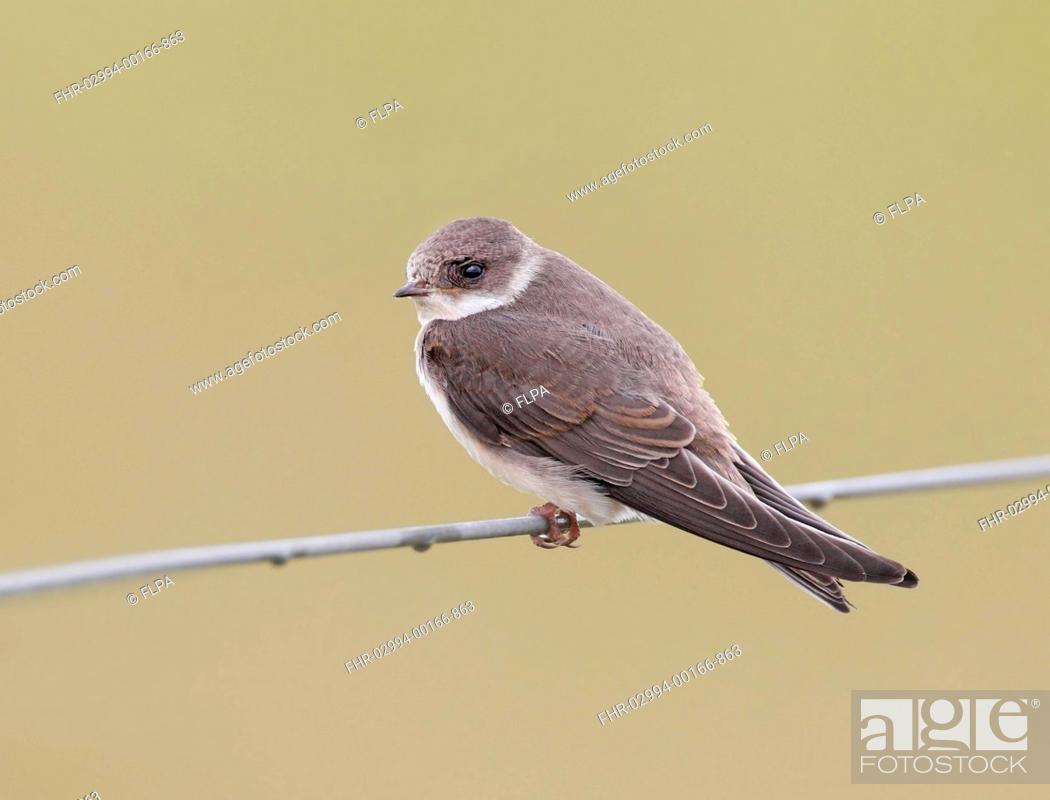 Stock Photo: Sand Martin (Riparia riparia) adult, perched on wire fence, Norfolk, England, August.