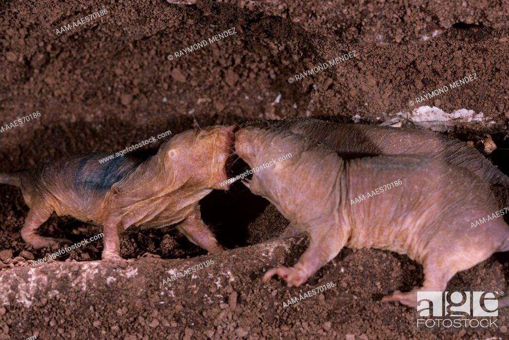 Why Do Naked Mole Rats Live Long, Cancer