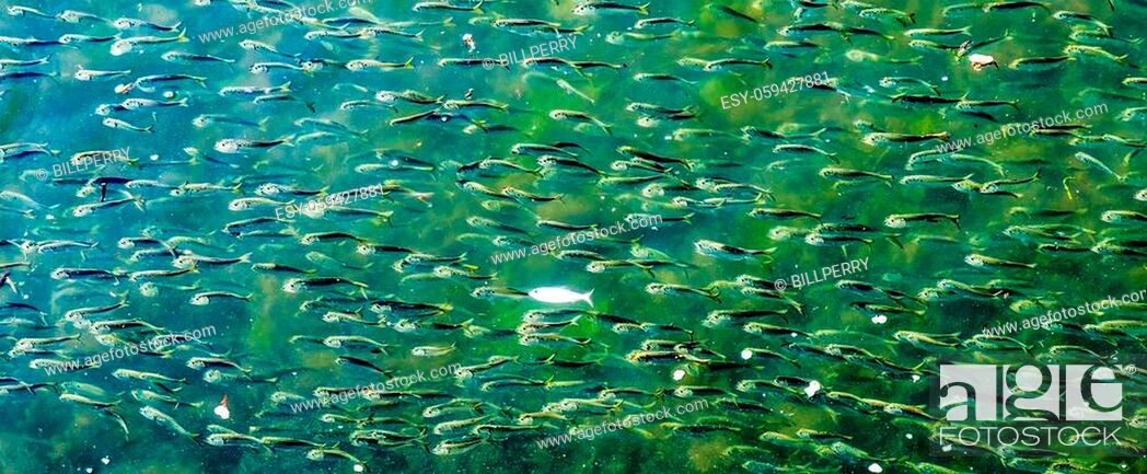 Stock Photo: Menhaden Pogy Fish Swarm School Padanaram Harbor Buzzards Bay Dartmouth Massachusetts. Millions of Pogy Fish Swarm Together Next to Padanaram Bridge.