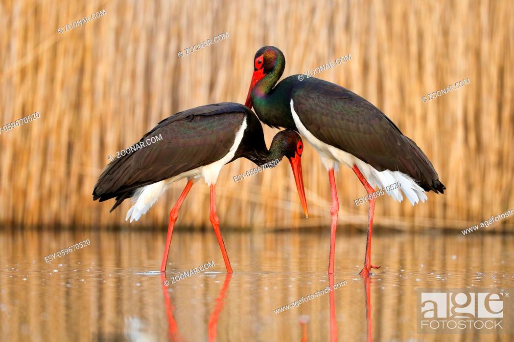 Stock Photo: Pair of courting black stork, ciconia nigra, in the water. Coupling behaviour of wild animals in spring nature. Adult birds with colourful plumage having a.