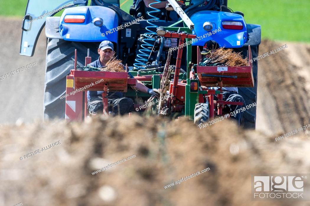 Stock Photo: 27 May 2020, Mecklenburg-Western Pomerania, Rattey: Using a special machine, employees of a vineyard school in Rhineland-Palatinate bring vines into the soil of.