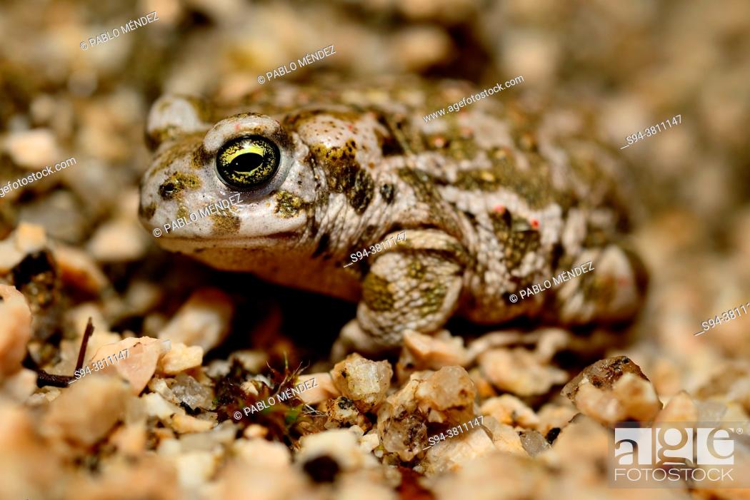Stock Photo: Natterjack toad (Epidalea calamita) close to a pond in Valdemanco council, Madrid, Spain.