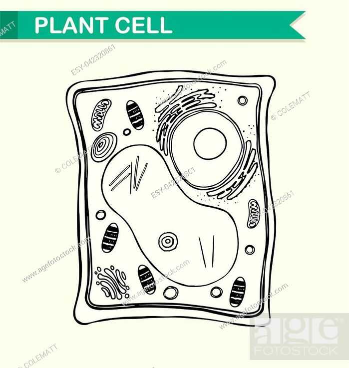 Easy way to draw plant cell - Brainly.in-saigonsouth.com.vn