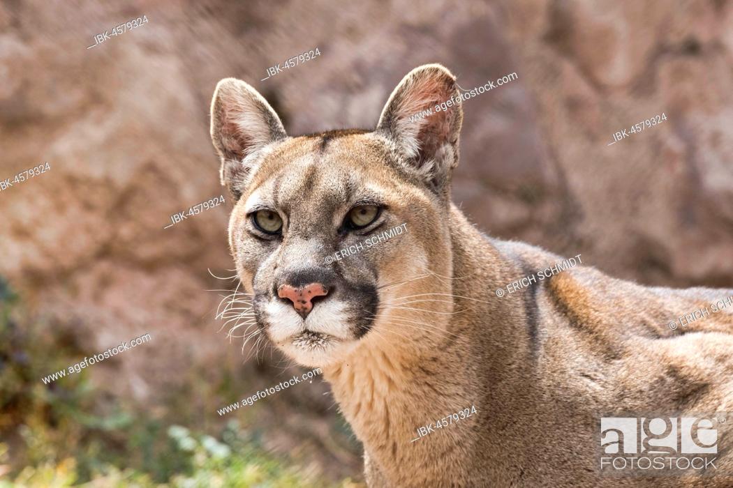Cougar (Puma concolor) portrait, captive, Andes, Peru, Stock Photo, Picture  And Royalty Free Image. Pic. IBK-4579324 | agefotostock