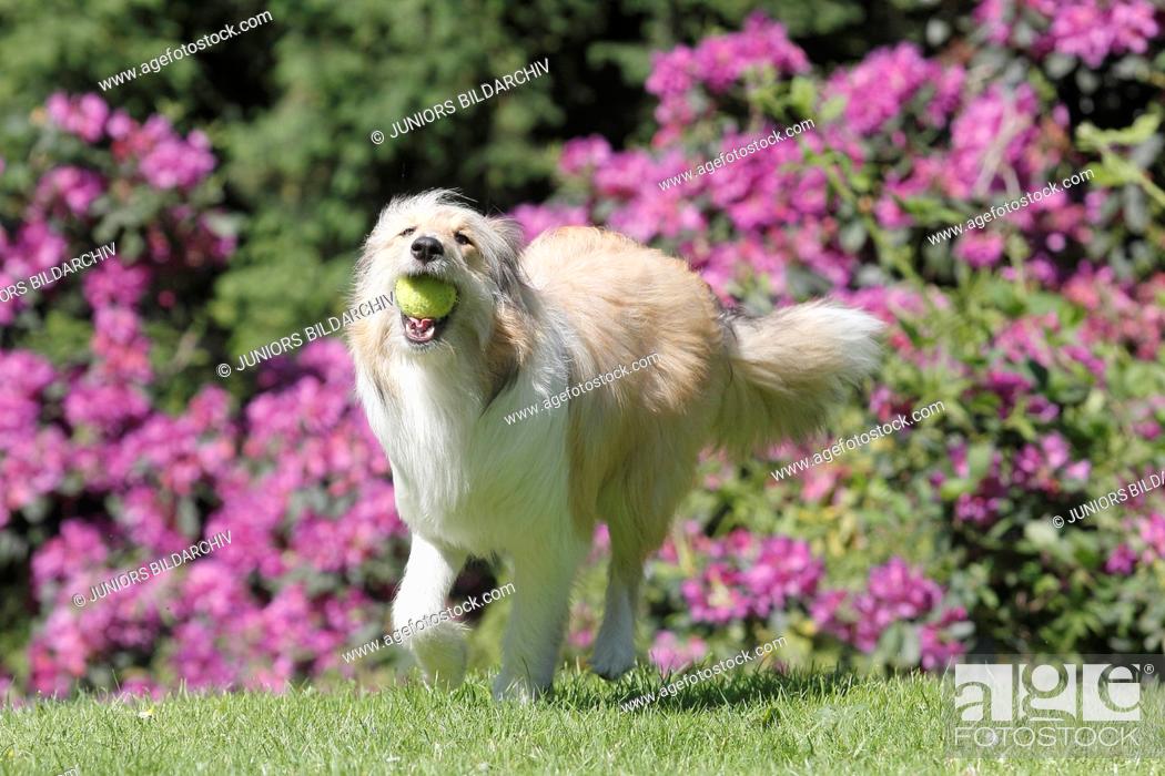 Stock Photo: Mixed-breed dog (Bearded Collie x Rough Collie). Juvenile she-dog (8 month old) playing on a meadow with a ball. Germany.