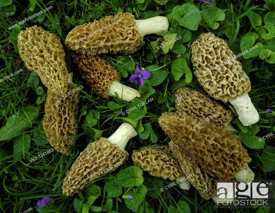 Stock Photo: Morel mushrooms that have been gathered from the woodlands of Pennsylvania in the month of may.