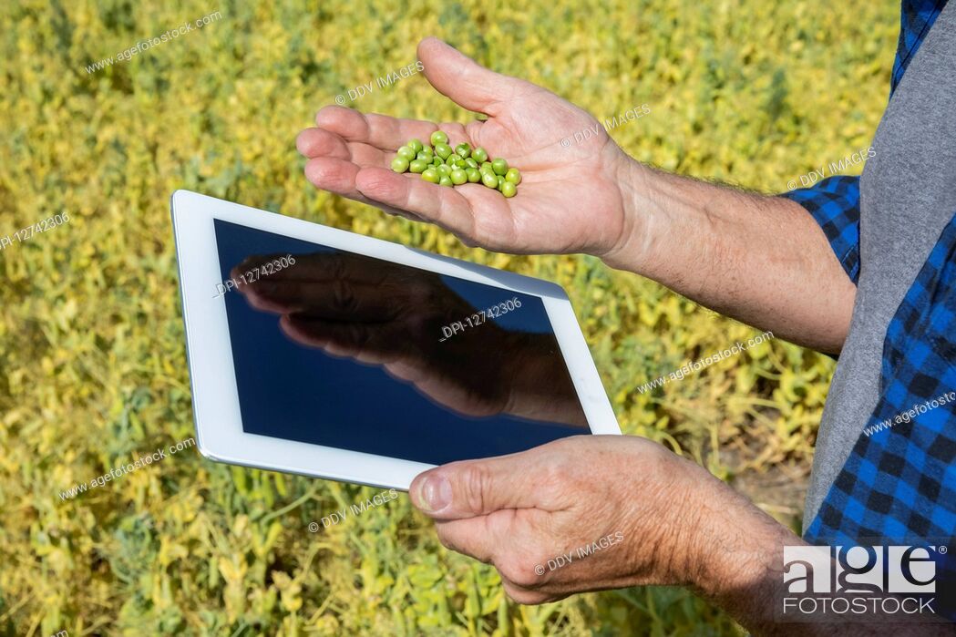 Stock Photo: A farmer stands in a field holding a tablet in one hand and a handful of peas in the other hand; Alberta, Canada.