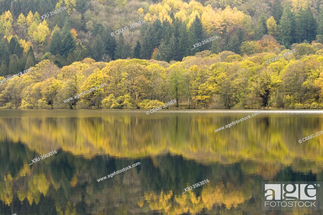 Stock Photo: Autumn colour of Holne Wood reflected in Loweswater in the Lake District National Park, Cumbria, England.