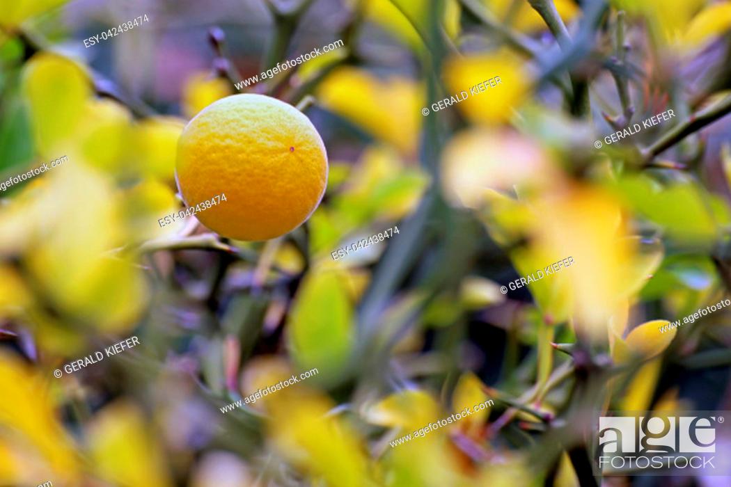 Stock Photo: fruit of bitter orange or three-leaf crown poncirus trifoliata.