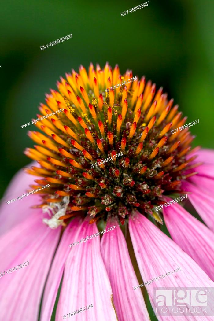 Stock Photo: An extreme close up of the Pale Purple Cone flower.