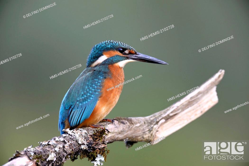 Stock Photo: France, Doubs, Brognard, Common Kingfisher (Alcedo atthis) juvenile on a branch, looking.