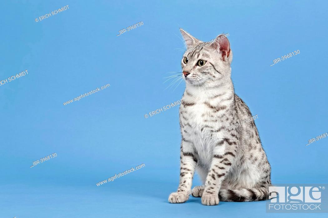 Egyptian Mau Cat Breed Cat 14 Months Colour Silver Spotted Stock Photo Picture And Rights Managed Image Pic Ibr 3968130 Agefotostock