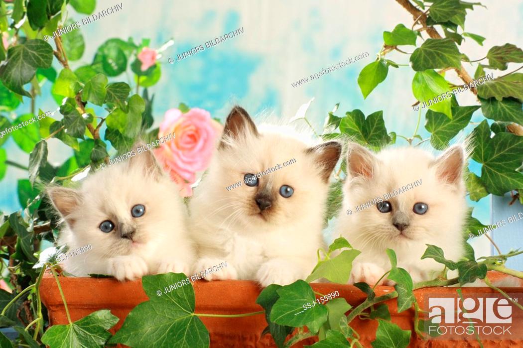 Stock Photo: Sacred cat of Burma - three kittens in flowerpot.