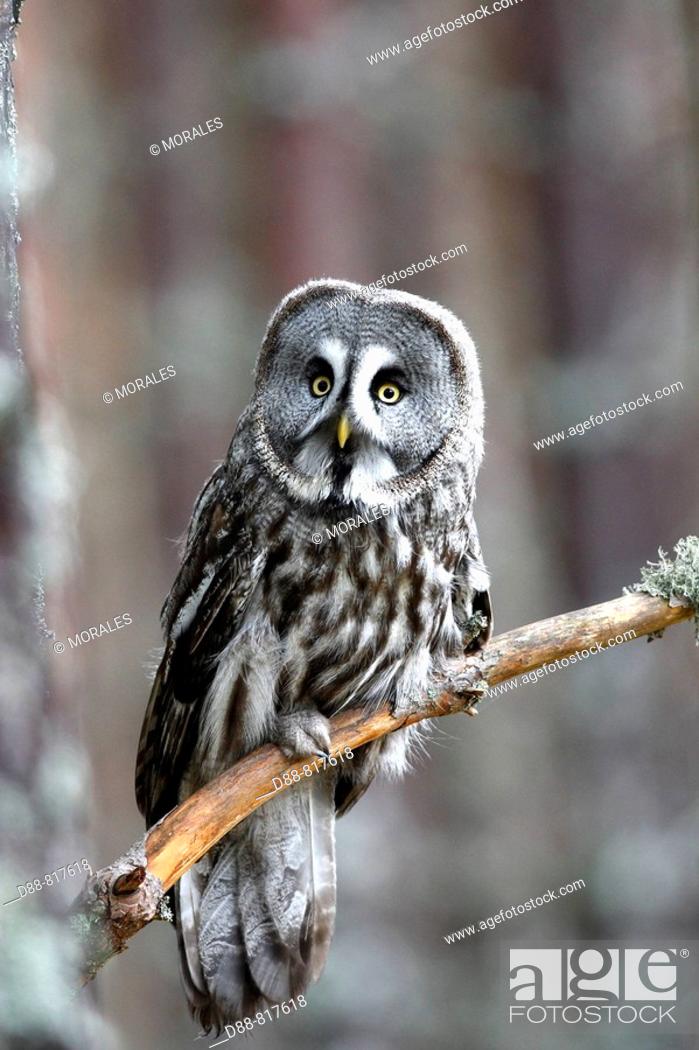 Photo de stock: Great Grey Owl (Strix nebulosa).