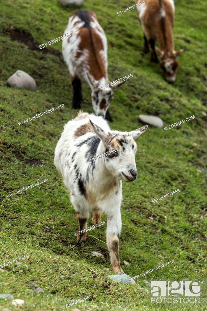Stock Photo: A cute goat walks in the grass near Bozeman, Montana.