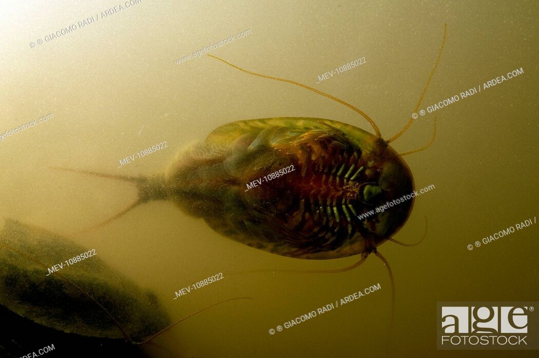 Tadpole Shrimp - ventral view - living fossil is oldest living animal  species known (Triops..., Stock Photo, Picture And Rights Managed Image.  Pic. MEV-10885022 | agefotostock