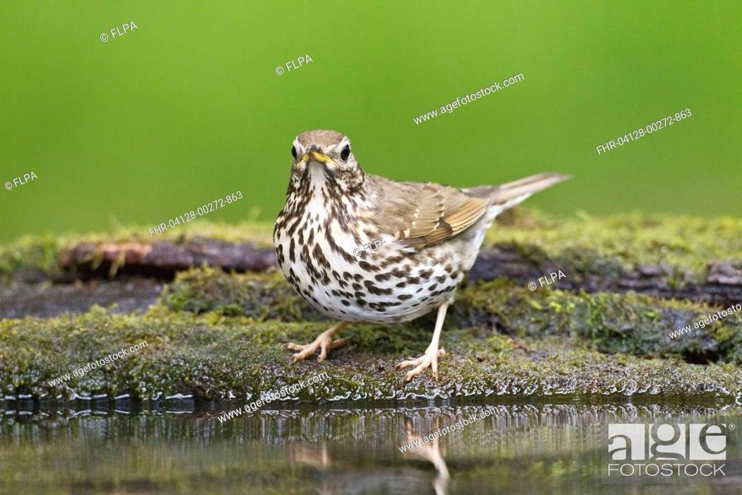 Stock Photo: Song Thrush (Turdus philomelos) adult, standing at pool in woodland, Debrecen, Hungary, April.
