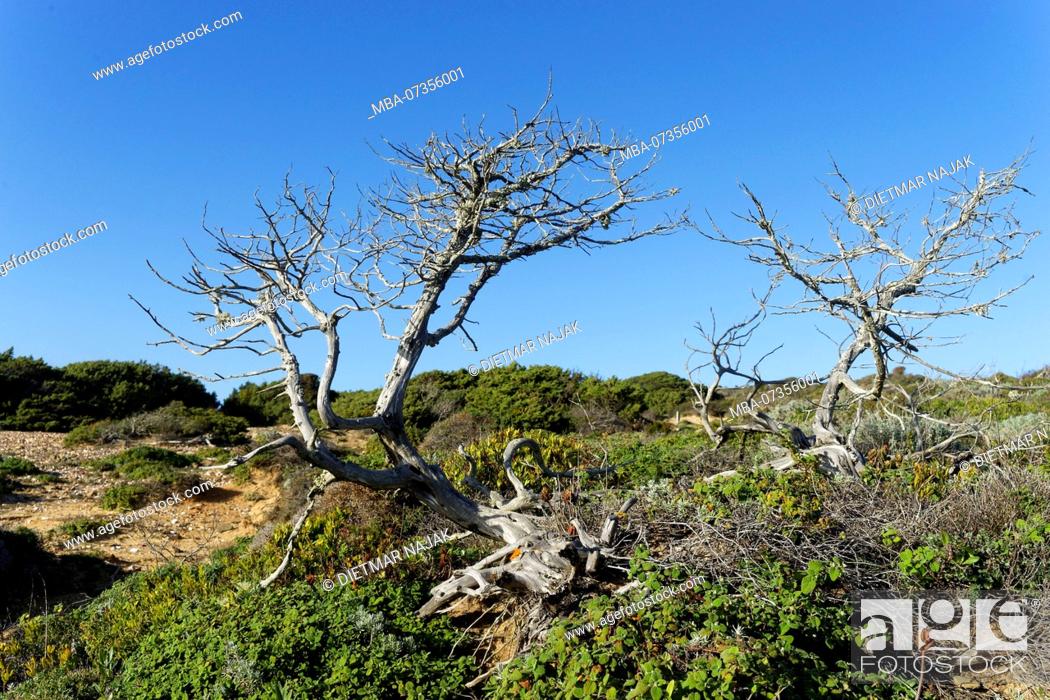 Stock Photo: Dunes and dune vegetation along the Fishermans Trail, trail of the Rota Vicentina between Arrifana and Praia da Monte Clérico.