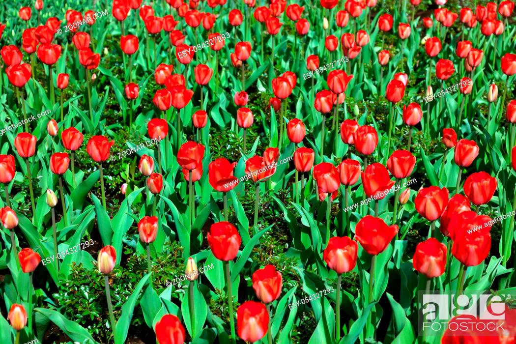 Stock Photo: Red tulips flowers - nature background.