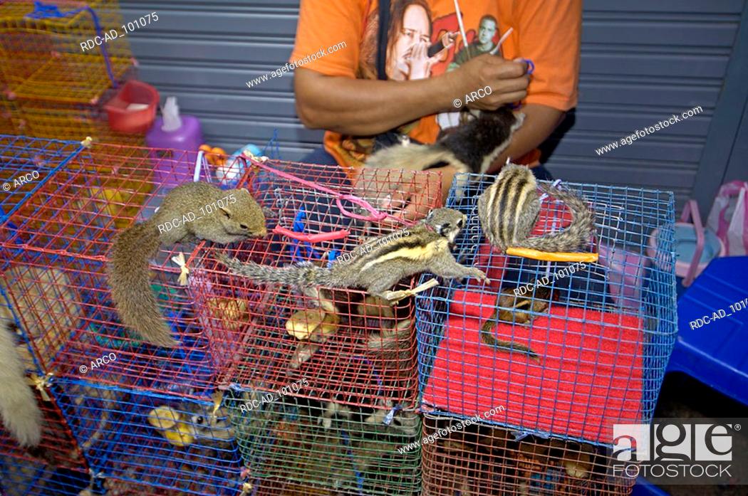 Squirrel in cages for sale Chatuchak Market Bangkok Thailand Hoernchen in  Kaefigen zum Verkauf..., Stock Photo, Picture And Rights Managed Image.  Pic. RDC-AD_101075 | agefotostock