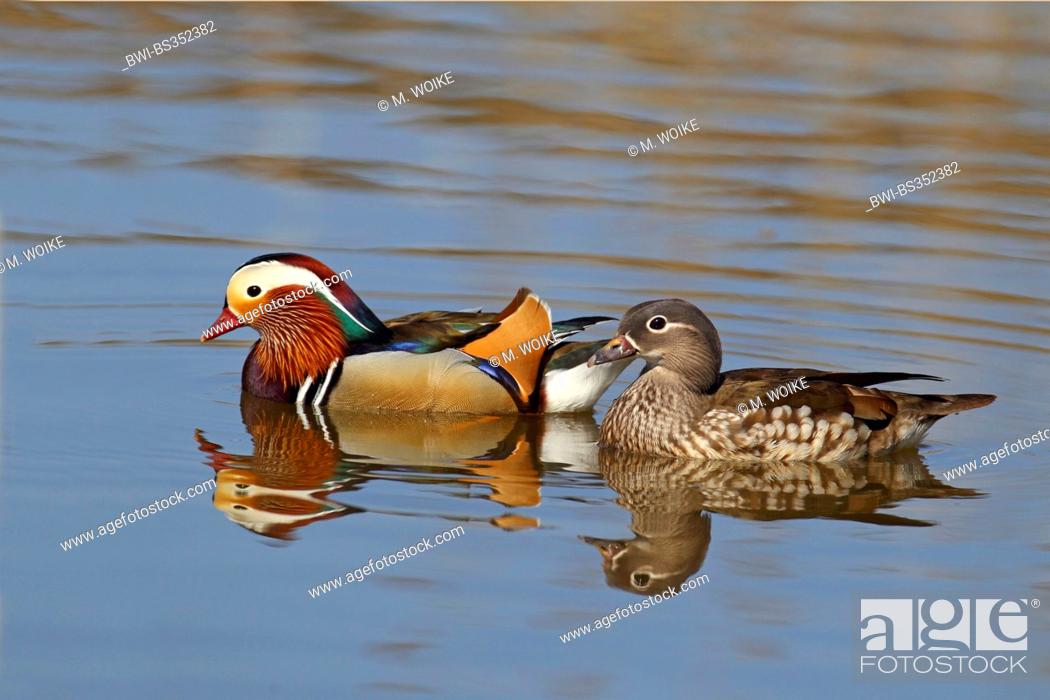 Stock Photo: mandarin duck (Aix galericulata), pair swimming, mirror image, Netherlands, Frisia.