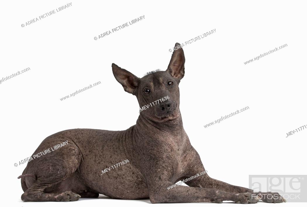 Dog Peruvian Hairless Dog / Perro Sin Pelo de Peru / Inca Hairless Dog /  Viringo / Peruvian Inca..., Stock Photo, Picture And Rights Managed Image.  Pic. MEV-11771636 | agefotostock