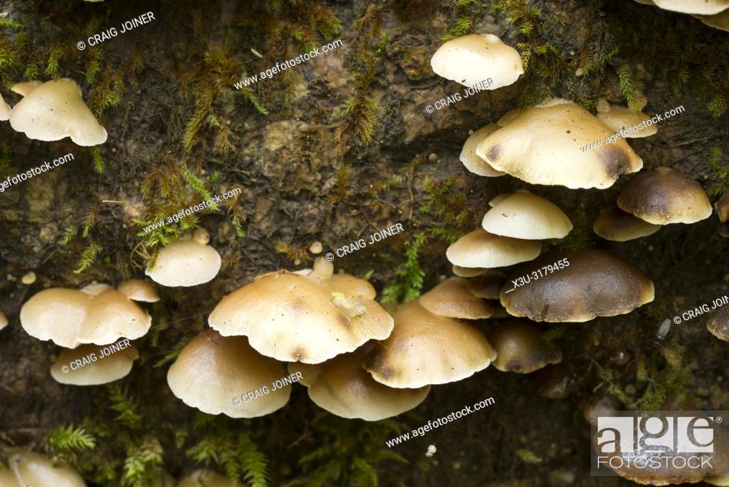 Stock Photo: Peeling Oysterling (Crepidotus mollis) mushrooms growing on a rotting log in a deciduous woodland. Goblin Combe, North Somerset, England.
