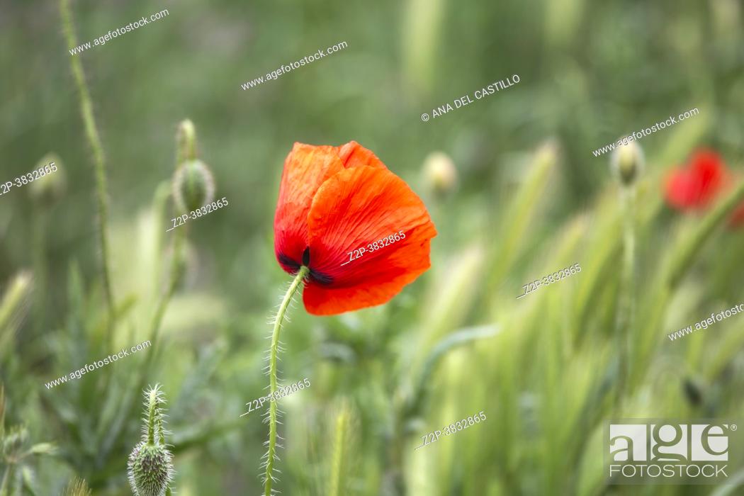 Stock Photo: Beautiful flowering meadow with poppies and daisies on a cloudy afternoon cereal plantation Gudar mountains in Teruel Spain.