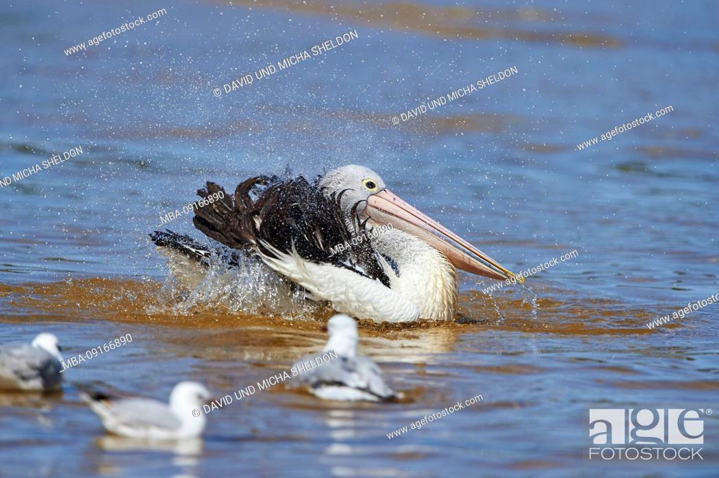 Stock Photo: African Pelican (Pelecanus conspicillatus), water, brush, close-up, New South Wales, Australia.
